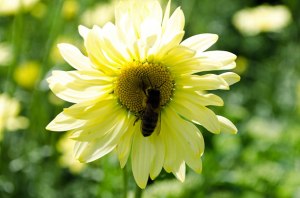 bee-on-yellow-flower2