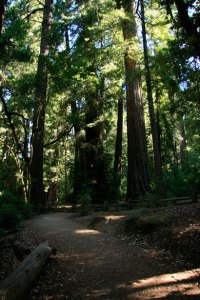 giant-redwood-trees-in-california